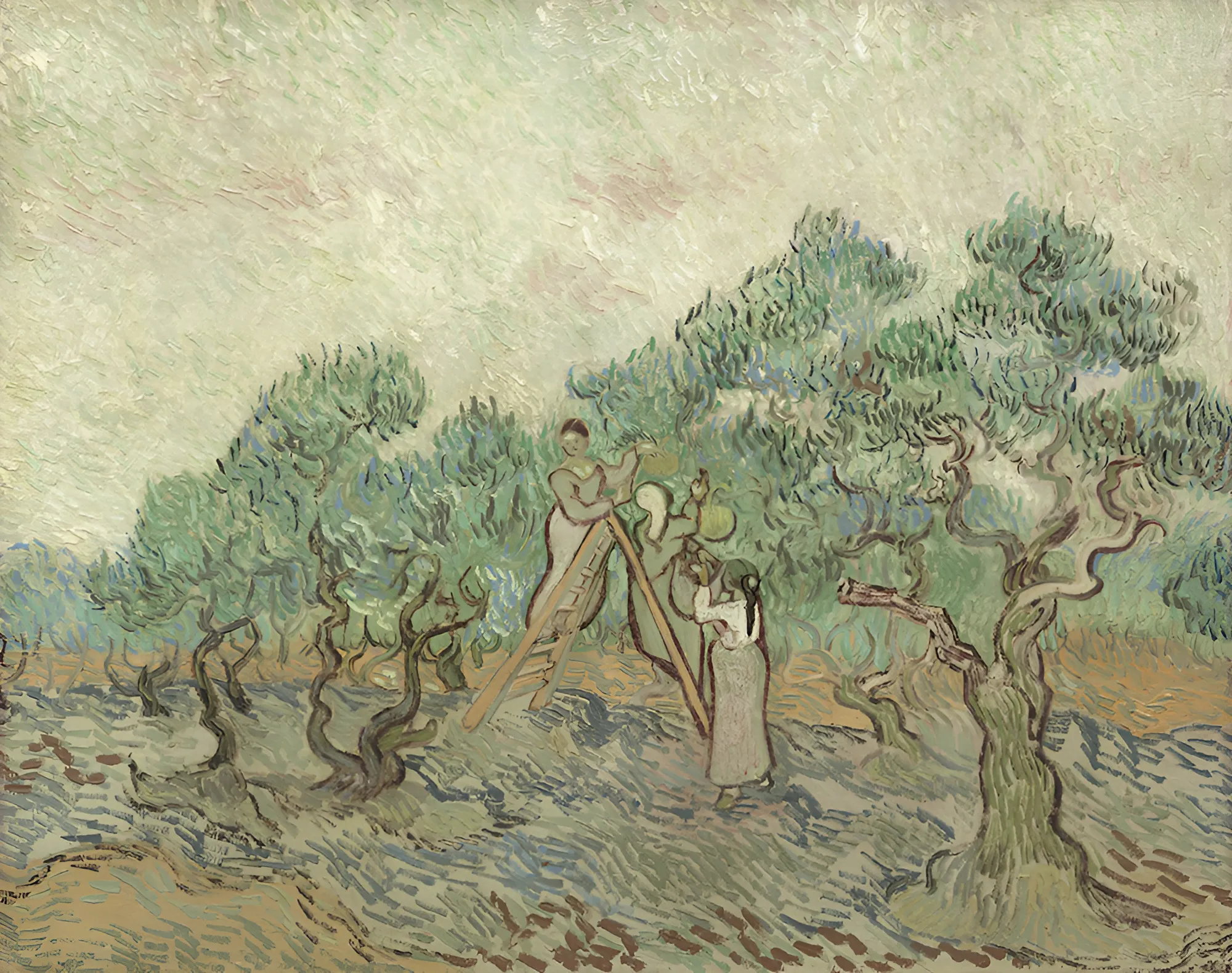 Vincent van Gogh - Il frutteto di olivi - quadro su tela dipinto a mano per il soggiorno - riproduzione